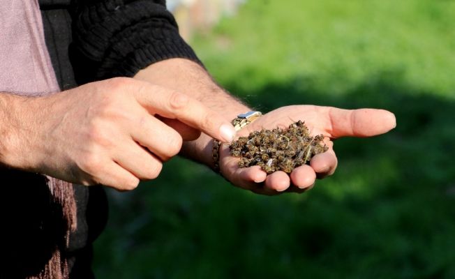 Adana’da arı ölümleri