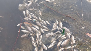 Seyhan Nehri’nde Balık Ölümleri