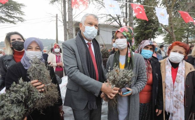 Kadın üreticilere lavanta fidesi