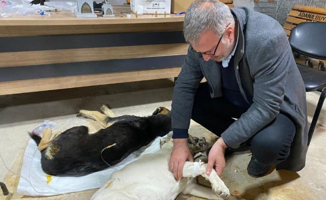 Zehirlenen köpeklere ilk müdahale belediye başkanından