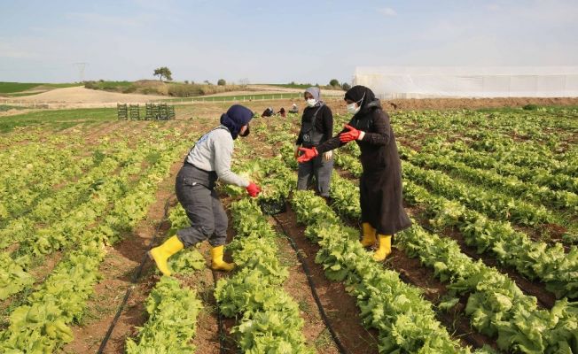 Kooperatif ile birleşen kadınlar tarlada üretim yapıyor