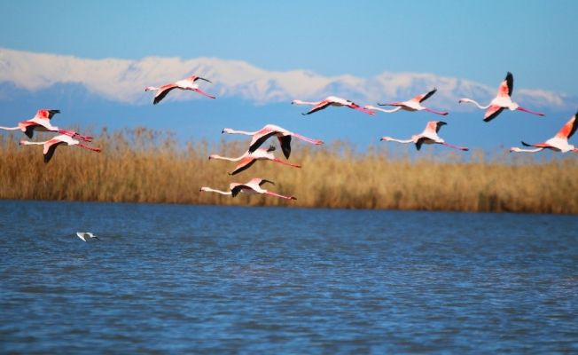 Flamingoların gökyüzü dansı