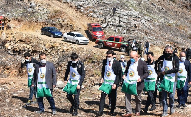 Karaisalı’da yanan ormanlık alana kızılçam tohumu ekildi