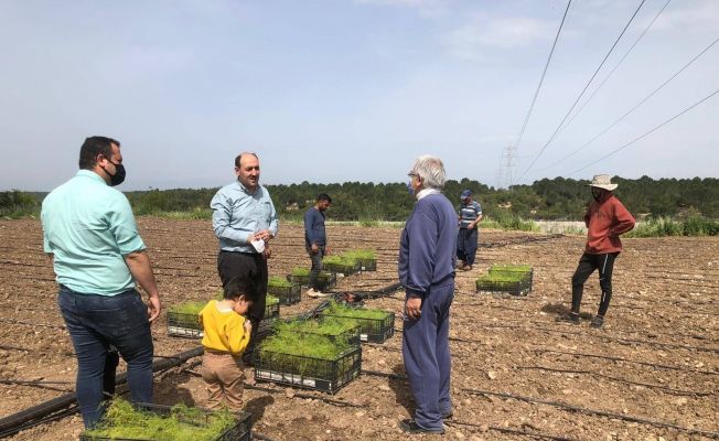 Adana’da kuşkonmaz demonstrasyonu kuruldu