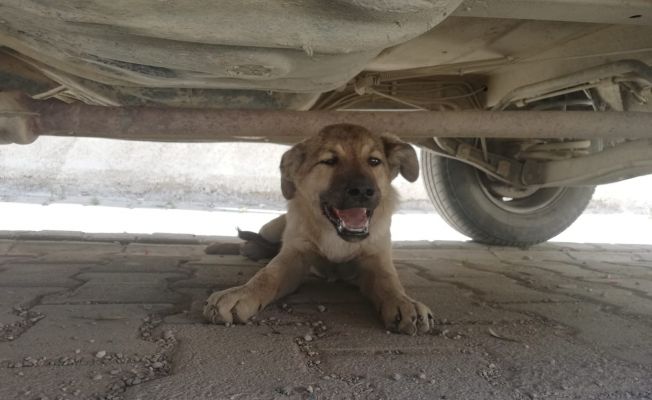 Bisikletten düşen çuvaldaki köpeğin üzerinden araç geçti