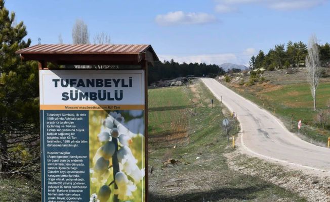 Tufanbeyli’nin sembolü olan sümbül için ilçede tanıtım billboardları yapıldı