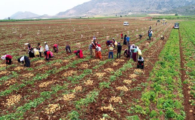 Adana’da erkenci patates hasadı başladı