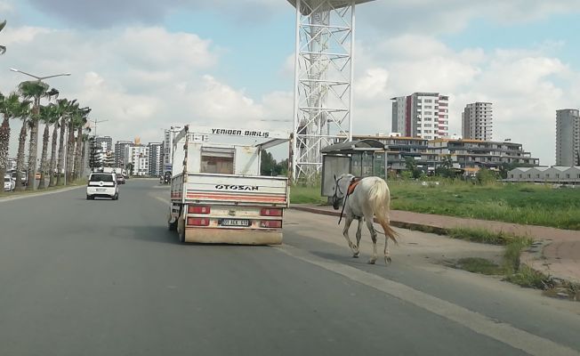 Atı kamyonet arkasına bağlayıp koşturana 1033 lira ceza