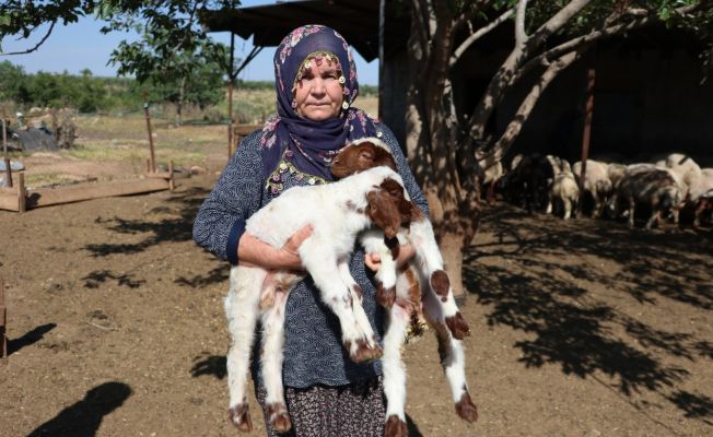 Bakan Pakdemirli’nin hediye ettiği 40 koyun 80’e çıktı