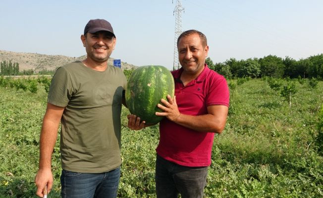 Adana karpuzu tarlada 35 kuruşa düştü