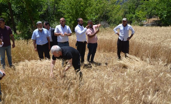 Başkan Özgan orakla ekin biçti