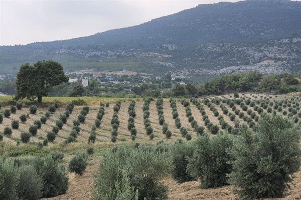 Gelir getirici fidanlar ürün vermeye başladı