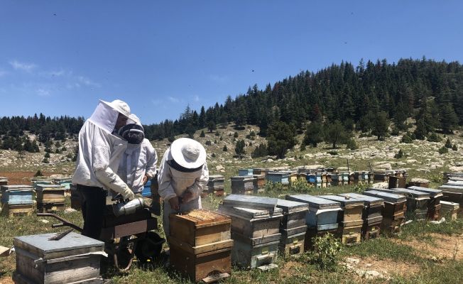 İklim değişikliği bal üretimini düşürecek