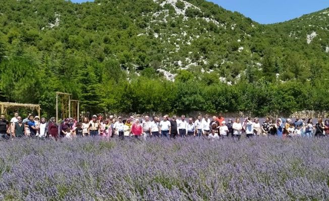 Lavanta bahçelerine ziyaretçi akını