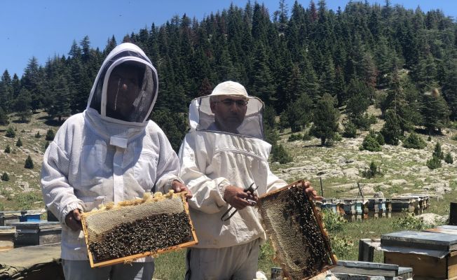 Her derde deva Mezla balı hasadı başladı