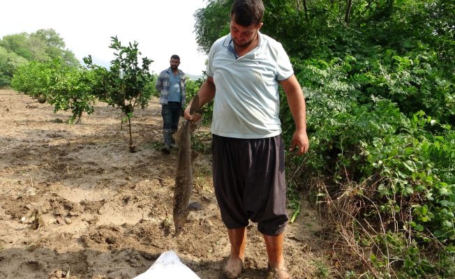 Narenciye bahçesinde balık topladılar