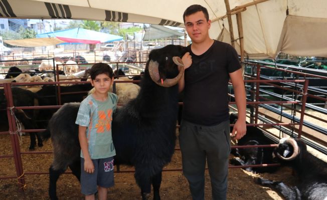 Honamlı Keçileri kurban pazarının gözdesi oldu