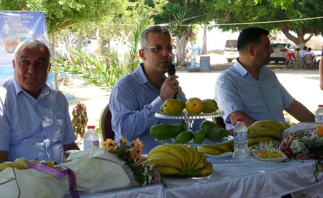 Kültür ve sanat festivalinde muz ve tropik meyve yetiştiricileri yarıştı