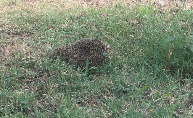 Parkta ortaya çıkan kirpi görenleri şaşırttı