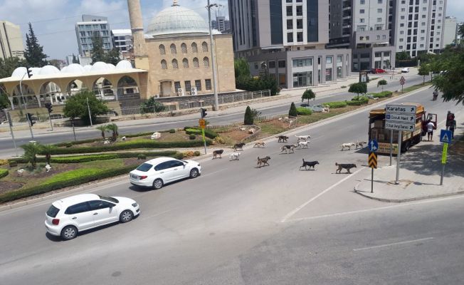 Sokak köpekleri Adana sokaklarında sürü halinde geziyor