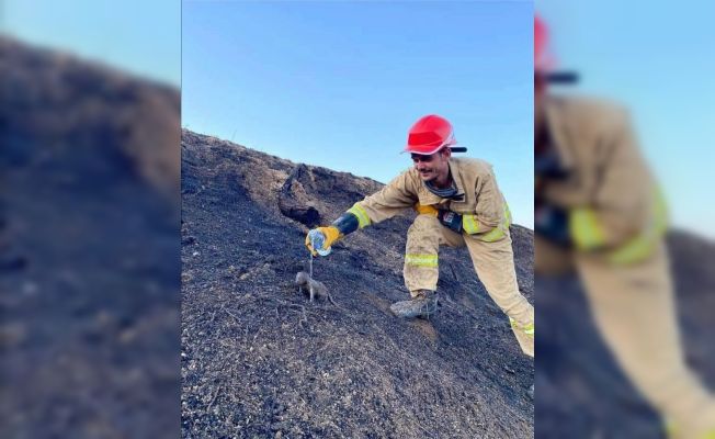 Yangında mahsur kalan sansar yavrularını orman işçileri kurtardı