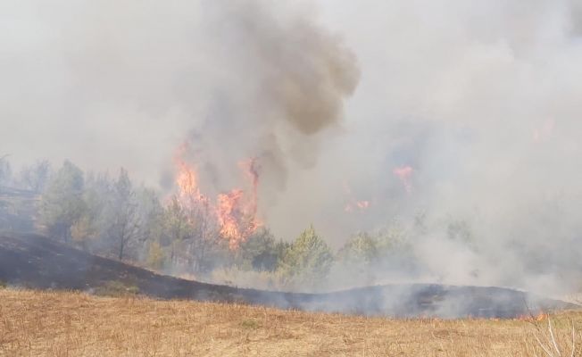 Adana’da anız yangını ormana sıçradı