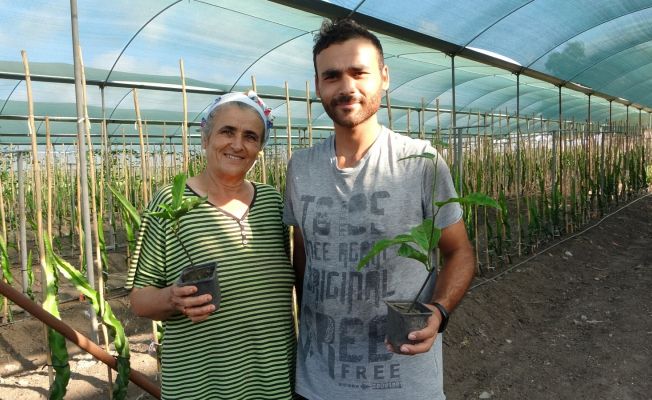 Hayvan yemi ektikleri tarlayı tropikal meyve üretim merkezine çevirdiler