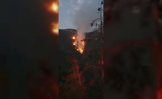 Saimbeyli’de düşen yıldırım 3 kişiyi yaralandı, ormanda yangın çıktı