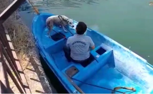 Seyhan nehrinde su giderine sıkışan köpeği büyükşehir ekipleri kurtardı