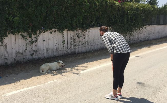 Sokak köpeğinin yaralarını site sakinleri sarıyor