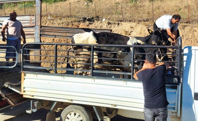 Yangından etkilenen köylülere büyükbaş hayvan desteği