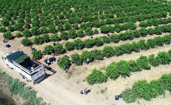 Avrupa ve Rusya’nın limonu Adana’dan