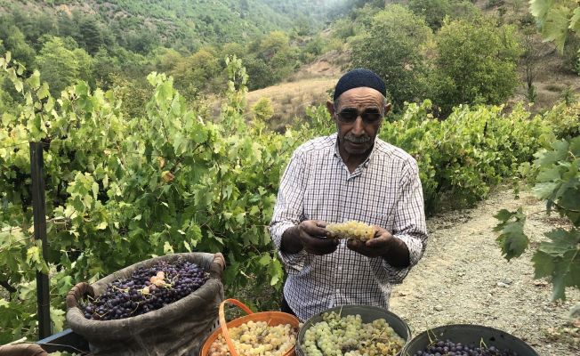 Üzümün pekmez yolculuğu