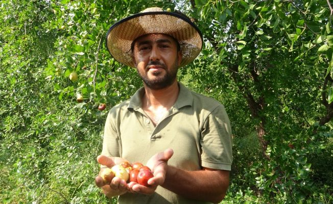 Yoldan geçen hünnap tüccarı hayatını değiştirdi