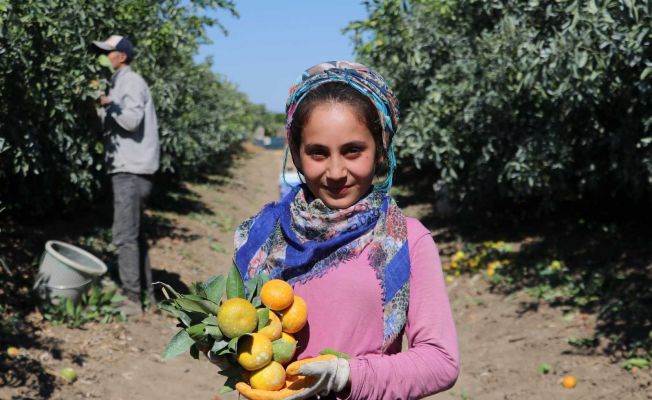 Adana’da mandalina hasadı sürüyor, fiyatı 1 liraya düştü