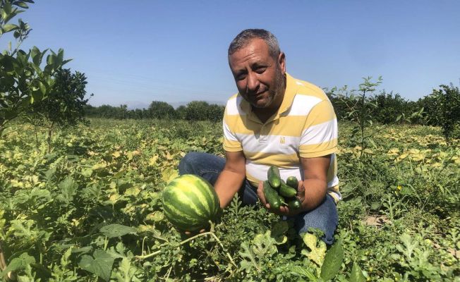 Karpuz üzdü, salatalık güldürdü