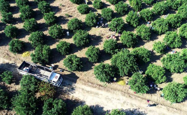 Adana’da portakal hasadı sürüyor