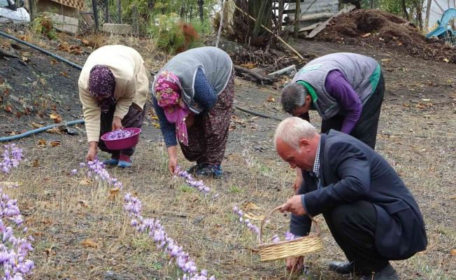 Gramı 50 TL... Adana’da safran hasadı başladı