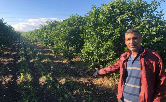 Narenciye bahçesini sarımsak tarlasına dönüştürdü