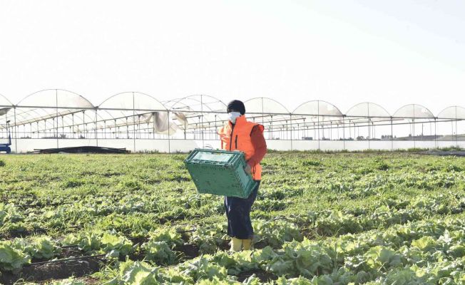 Kadınların ürettiği atom salatası market raflarında