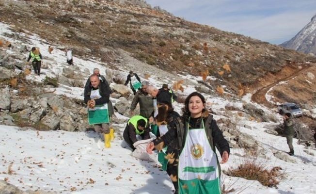 Pozantı’da sedir tohumları toprakla buluştu