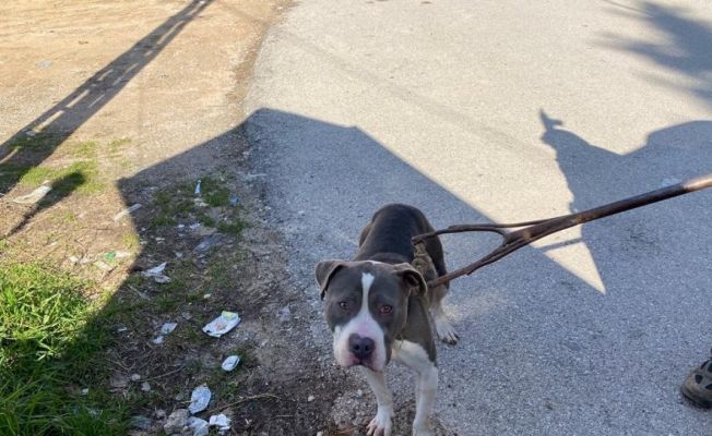 Sokak köpeklerini yaralayan pitbull yakalanarak barınağa götürüldü