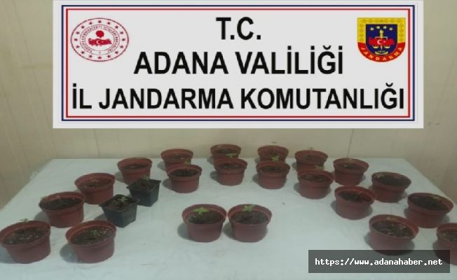 Kaçan otomobilde 23 saksı kenevir ele geçirildi