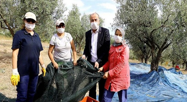 Mudanya’nın Geleneksel Zeytin Yetiştiriciliği Unesco’ya Aday