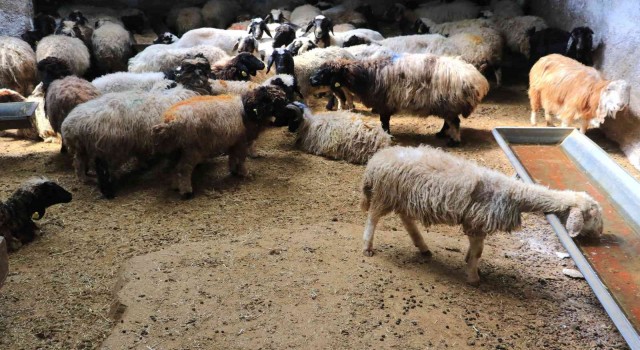 Aracılar koyunları ahırda tutup fiyat yükseltiyor