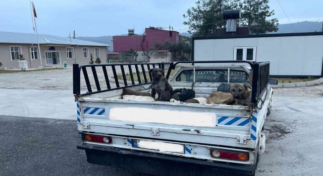 Jandarmadan kaçan araçtan 3 ölü oklu kirpi çıktı