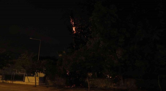 Kaldırımda bulunan palmiye ağacı yandı, vatandaşlar merakla izledi