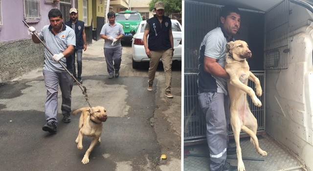 Bagajda taşınan köpek barınağa teslim edildi