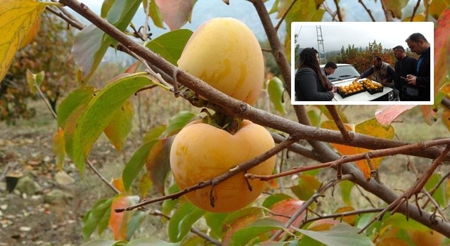 Kozan hurması tescil bekliyor