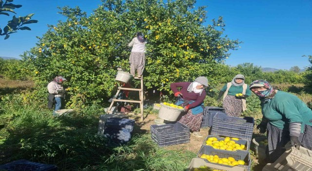 Çukurova’da türkülü limon hasadı